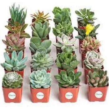 Natural Syngonium Plants