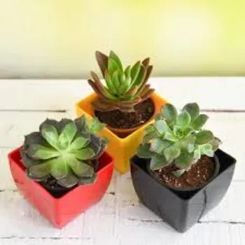 Organic Succulent Plant