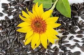 Sun Flower Seed