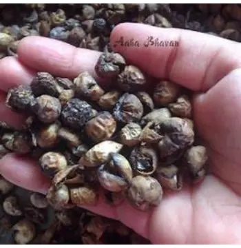 Fresh Sundakkai Vathal