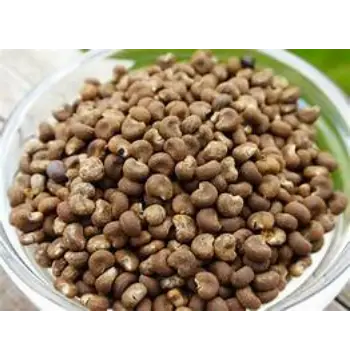 Fresh Sundakkai Vathal