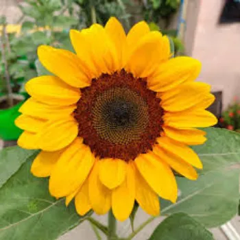 Organic Sunflowers Seed