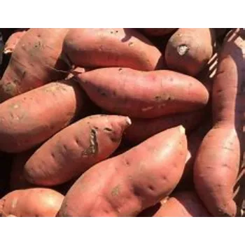 Sweet Potato