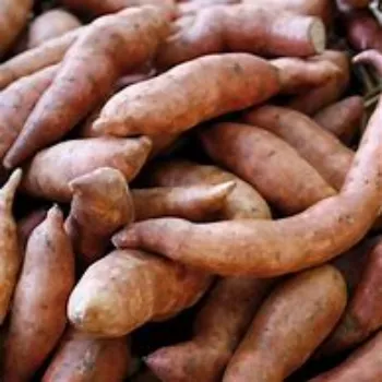 Natural Sweet Potato