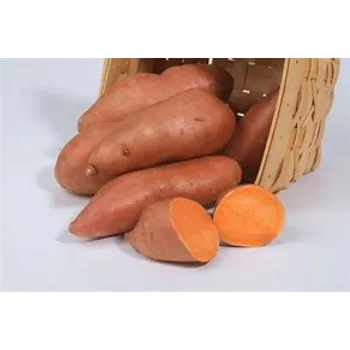 Sweet Potato