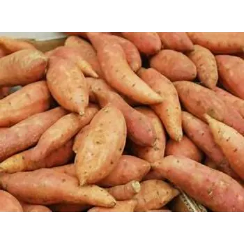 Sweet Potato