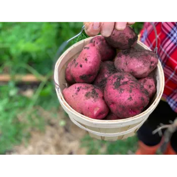 Natural Sweet Potato