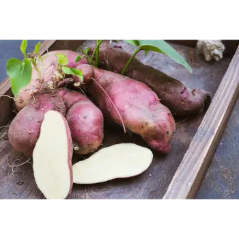 Common Sweet Potato