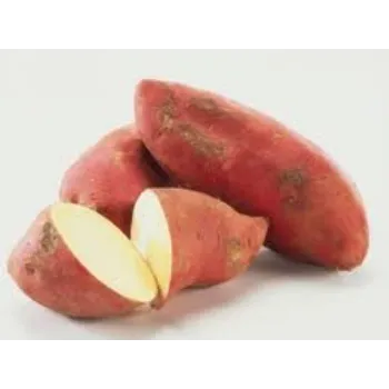 Common Sweet Potato