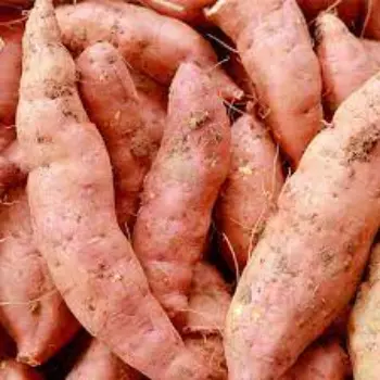 Natural Sweet Potato
