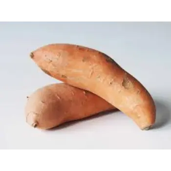 Common Sweet Potato