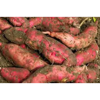Common Sweet Potato