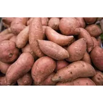 Common Sweet Potato