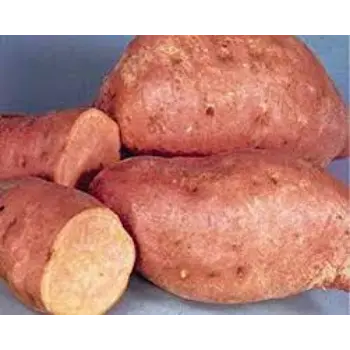 Natural Sweet Potato