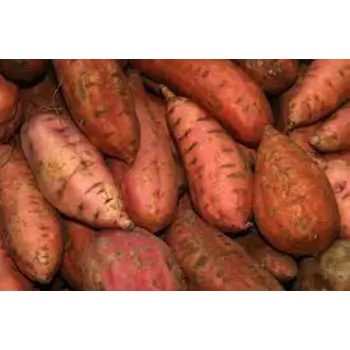 Common Sweet Potato