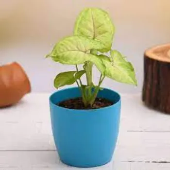 RAJESWARI NURSERY Syngonium