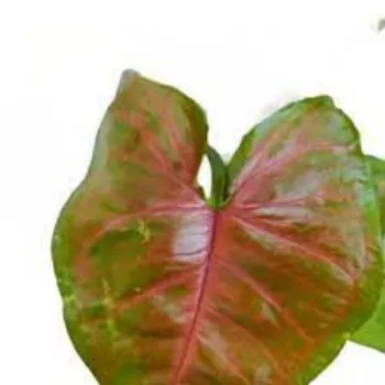 Roshni Agri forestry Syngonium