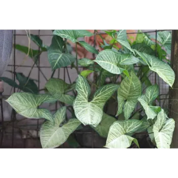  Syngonium