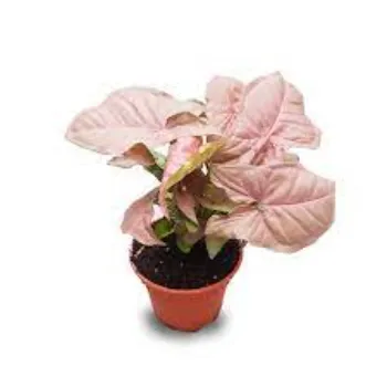  Syngonium