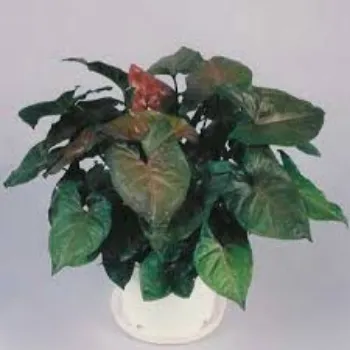 Natural Syngonium