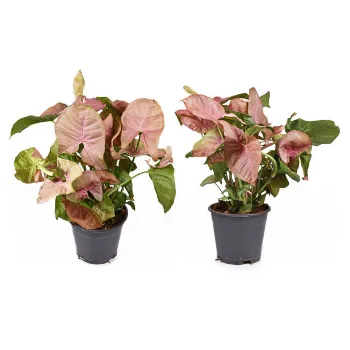 Syngonium