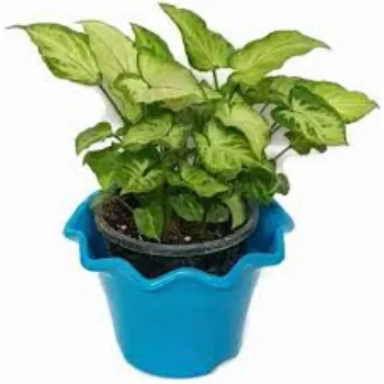 Natural Syngonium