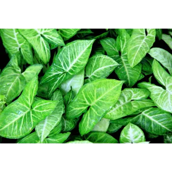 Syngonium