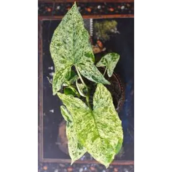 Green    Syngonium