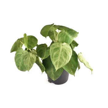  Syngonium
