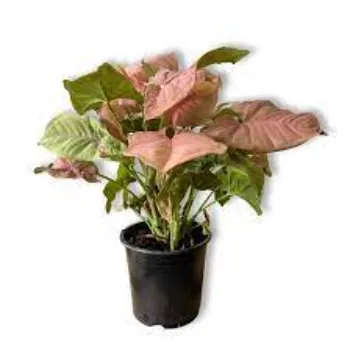 Rare Syngonium