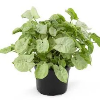 A.p. Flower Mart  Syngonium