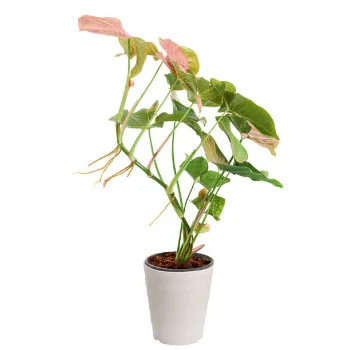 Natural Syngonium