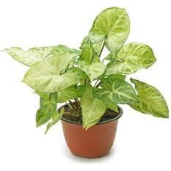 Fresh  Syngonium