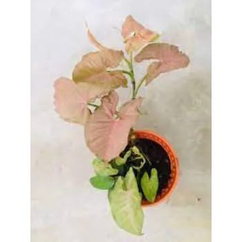 Organic Syngonium