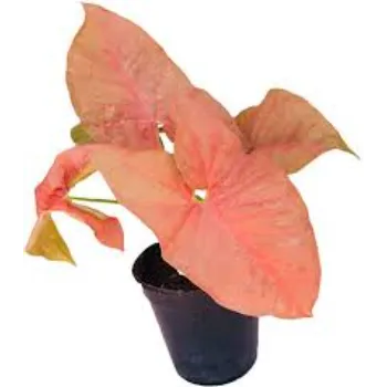 Natural Syngonium