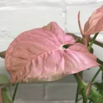 Syngonium