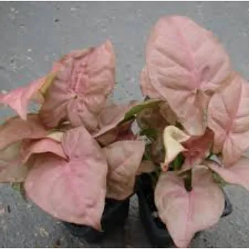 Natural Syngonium