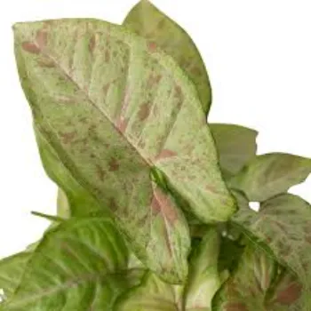 Natural Syngonium