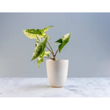 Syngonium