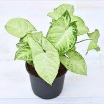 Natural Syngonium  Plants