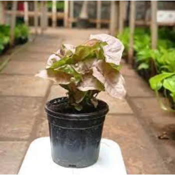 Organic Syngonium Plants