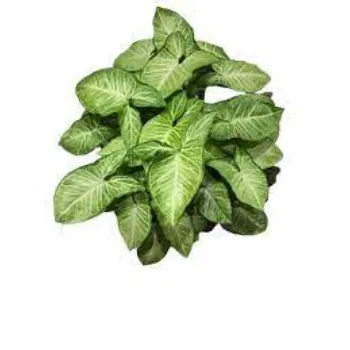 Fresh Syngonium Plants