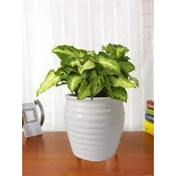 Organic Syngonium Plants