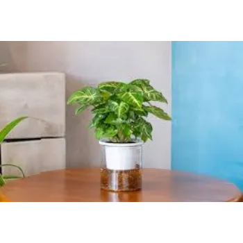 Organic Syngonium Plant