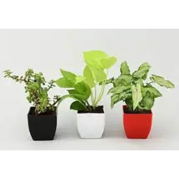 Fresh Syngonium Plant