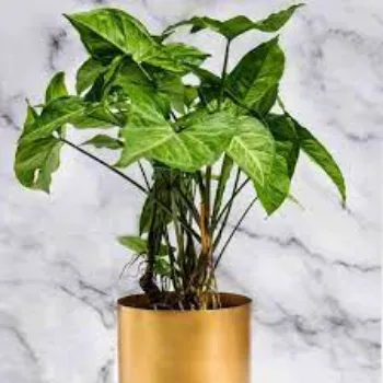 Organic Syngonium  Plant