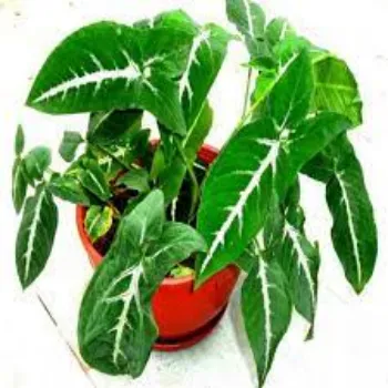 Organic Syngonium Plant