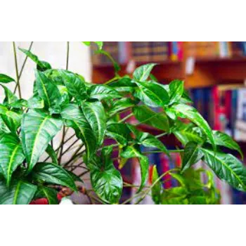 Natural Syngonium Plant