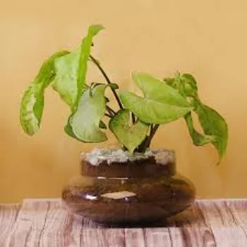 Natural Syngonium Plants