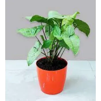 Fresh Syngonium Plants